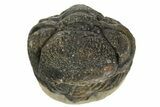 Wide Enrolled Morocops Trilobite - Morocco #323236-2